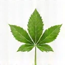 Icono de una hoja de planta, simbolizando ingredientes naturales